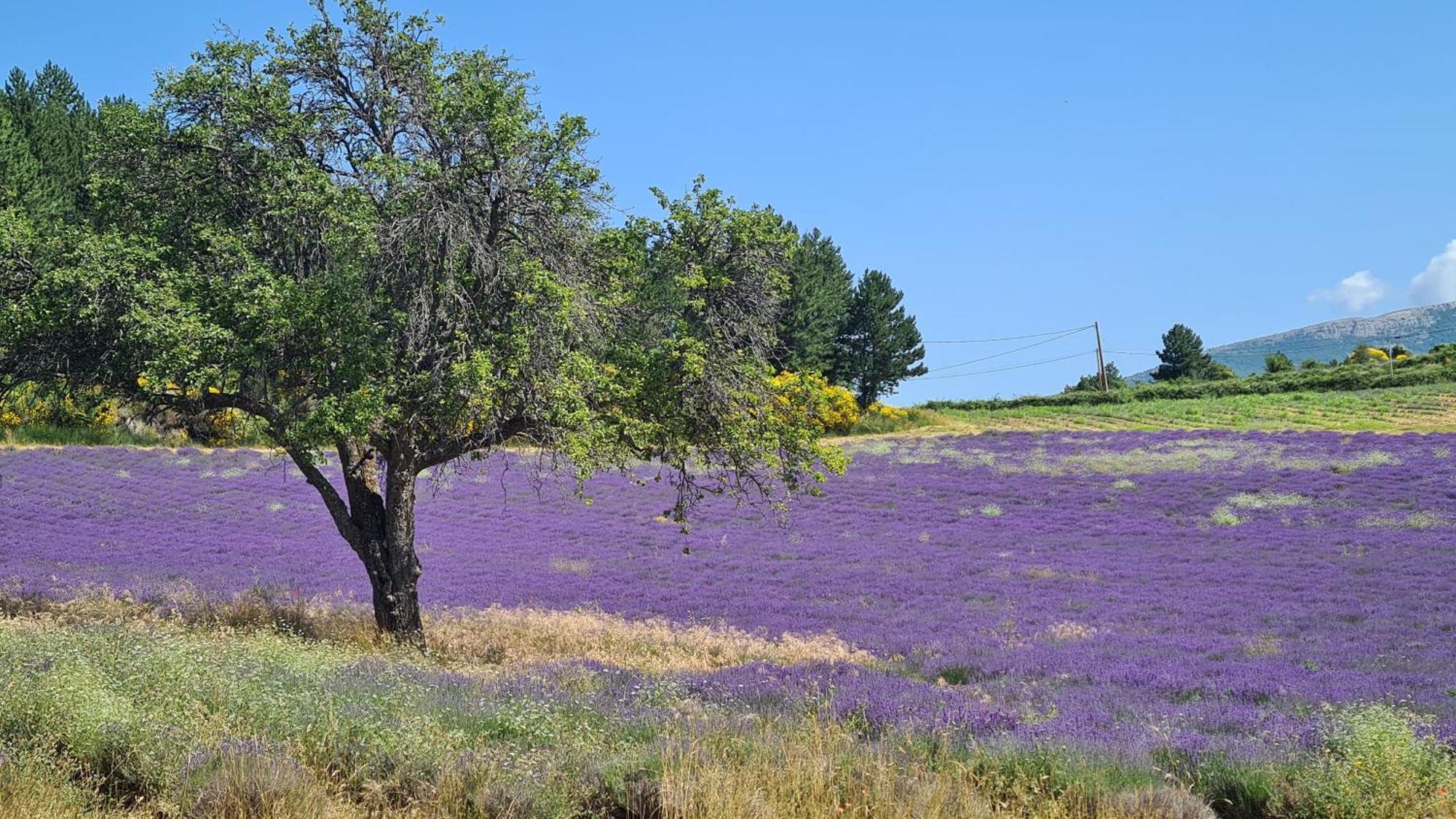 La Petite Reine Du Ventoux Villa โซลต์-เดอ-โวคลูซ ภายนอก รูปภาพ